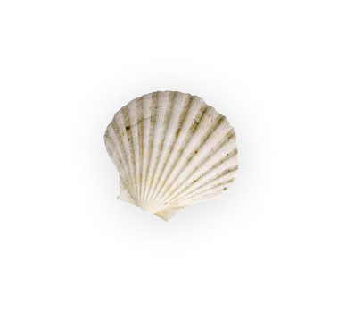 Shell